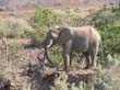 Palmwag - elephant du desert (3)